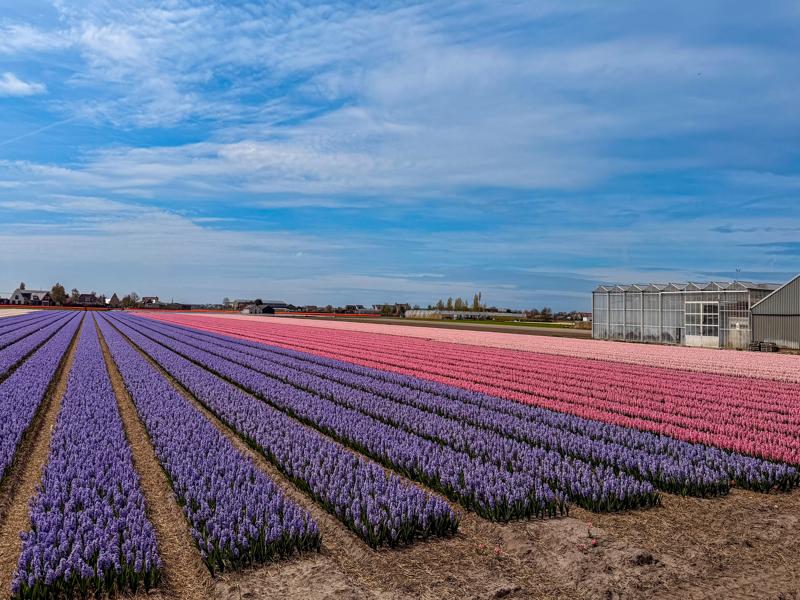 Flower fields around Lisse
